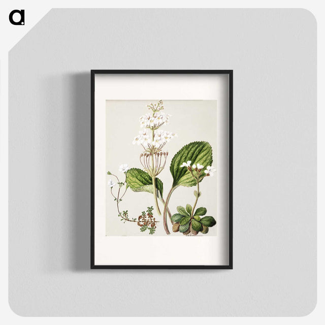1-93_Native-Flowering-Plants-of-New-Zealand_blk