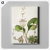 1-93_Native-Flowering-Plants-of-New-Zealand_canvas