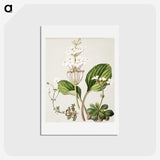 1-93_Native-Flowering-Plants-of-New-Zealand_hagaki