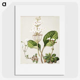 1-93_Native-Flowering-Plants-of-New-Zealand_picture