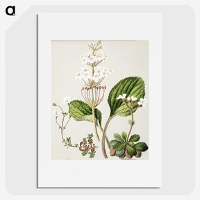 1-93_Native-Flowering-Plants-of-New-Zealand_picture