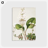 1-93_Native-Flowering-Plants-of-New-Zealand_postcard