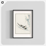 アートポスター-Long-tailed Wild Duck and Cliff
 - 鳥類図鑑 Poster.