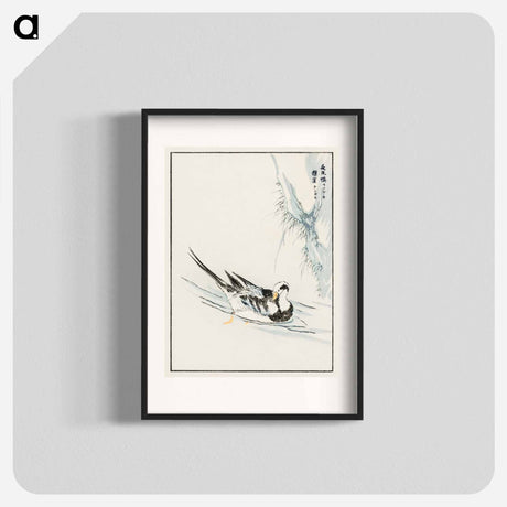 アートポスター-Long-tailed Wild Duck and Cliff
 - 鳥類図鑑 Poster.