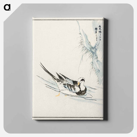アートパネル-Long-tailed Wild Duck and Cliff
 - 鳥類図鑑 Canvas.