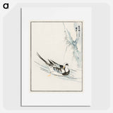 アートポスター-Long-tailed Wild Duck and Cliff
 - 鳥類図鑑 Poster.