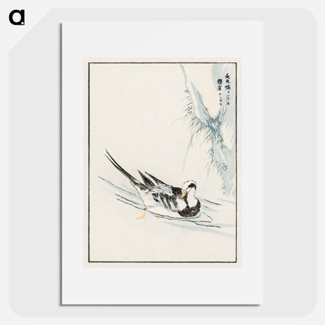アートポスター-Long-tailed Wild Duck and Cliff
 - 鳥類図鑑 Poster.