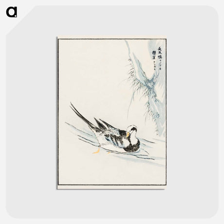 アートポストカード-Long-tailed Wild Duck and Cliff
 - 鳥類図鑑 Postcard.