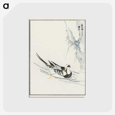 1-93_Pictorial-Monograph-of-Birds_postcard