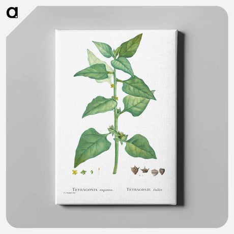 アートパネル-Tetragonia Expansa (New Zealand Spinach) - ピエール ジョゼフ ルドゥーテ Canvas.