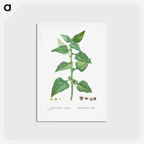 アートポストカード-Tetragonia Expansa (New Zealand Spinach) - ピエール ジョゼフ ルドゥーテ Postcard.