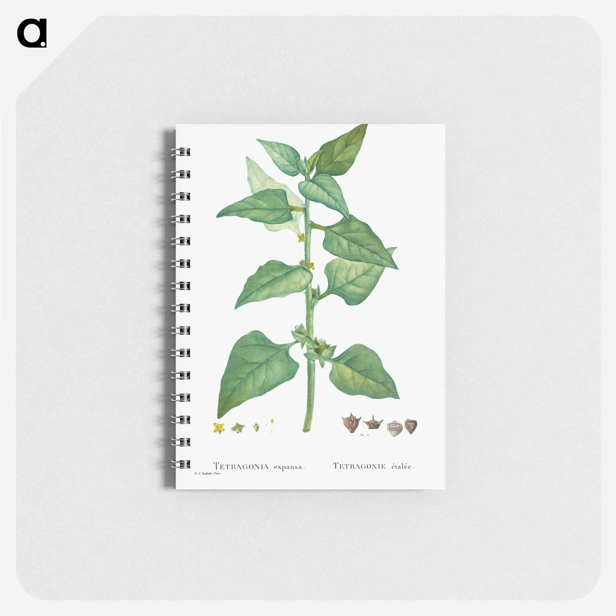 Tetragonia Expansa (New Zealand Spinach) - ピエール ジョゼフ ルドゥーテ Memo.