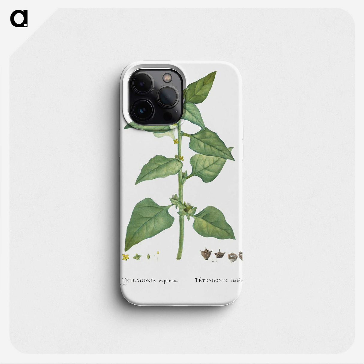 1-93_Pierre-Joseph-Redoute_phone