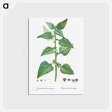 アートポストカード-Tetragonia Expansa (New Zealand Spinach) - ピエール ジョゼフ ルドゥーテ Postcard.