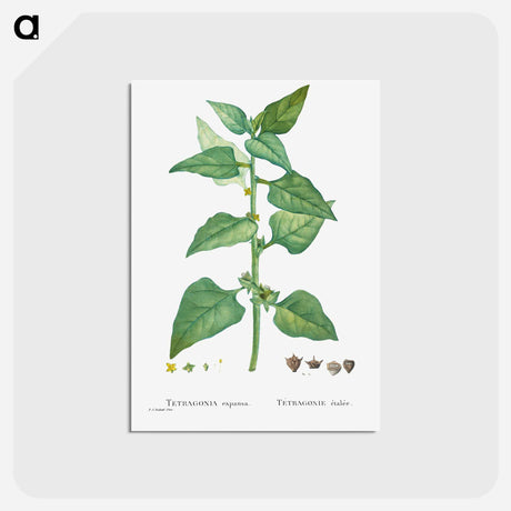 アートポストカード-Tetragonia Expansa (New Zealand Spinach) - ピエール ジョゼフ ルドゥーテ Postcard.
