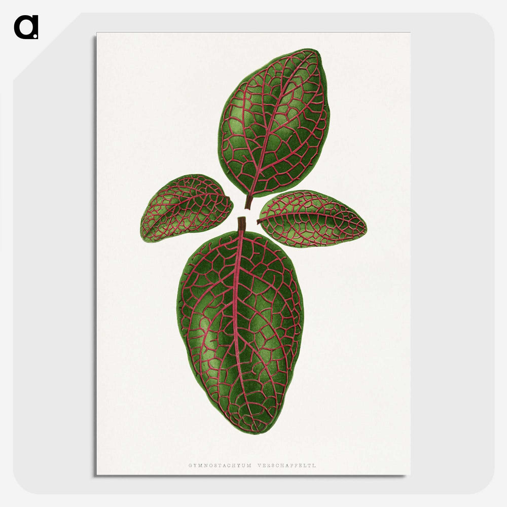 1-93_Plants-with-Colored-Foliage_picture-crop