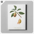 1-93_Pomona-Italiana_canvas