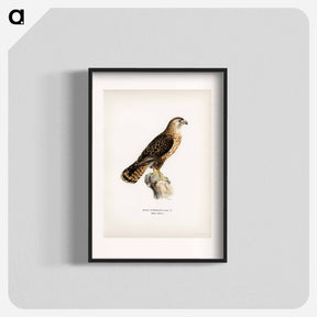 アートポスター-Common Buzzard
 - スヴェンスカ フォグラル Poster.
