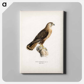 アートパネル-Common Buzzard
 - スヴェンスカ フォグラル Canvas.