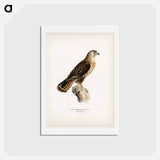アートポストカード-Common Buzzard
 - スヴェンスカ フォグラル Postcard.