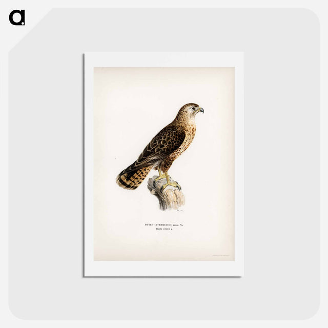 アートポストカード-Common Buzzard
 - スヴェンスカ フォグラル Postcard.