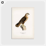 アートポストカード-Common Buzzard
 - スヴェンスカ フォグラル Postcard.