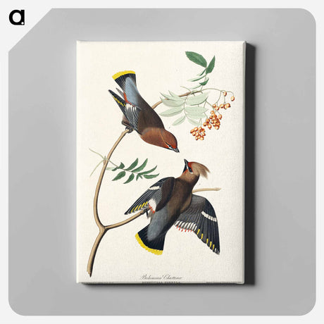 アートパネル-Bohemian Chatterer from Birds of America
 - アメリカの鳥たち Canvas.