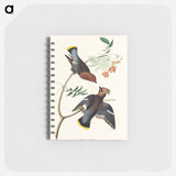 アートメモ帳-Bohemian Chatterer from Birds of America
 - アメリカの鳥たち Memo.