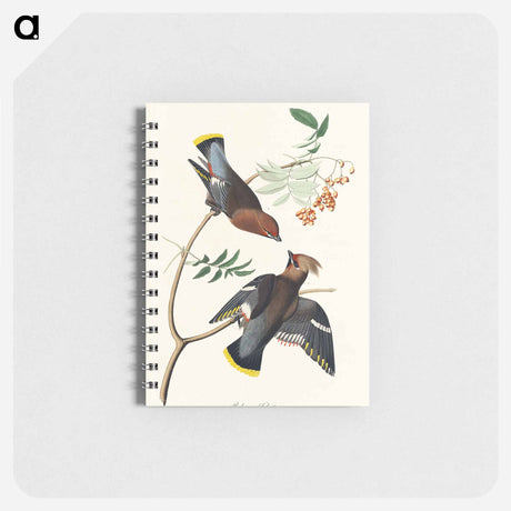 アートメモ帳-Bohemian Chatterer from Birds of America
 - アメリカの鳥たち Memo.