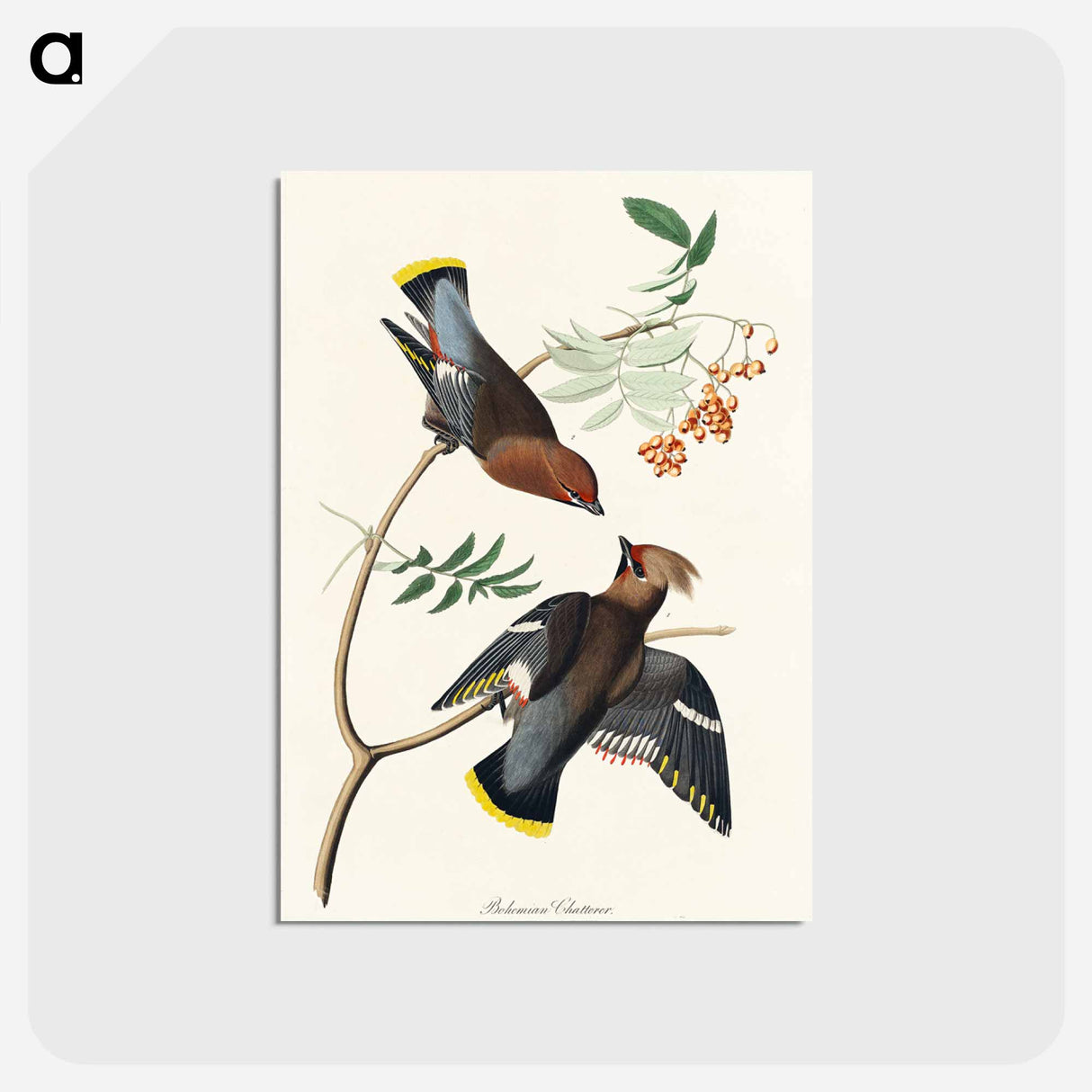 アートポストカード-Bohemian Chatterer from Birds of America
 - アメリカの鳥たち Postcard.