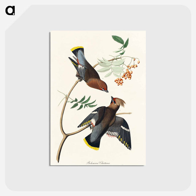 アートポストカード-Bohemian Chatterer from Birds of America
 - アメリカの鳥たち Postcard.