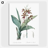 1-93_The-Lilies_picture-crop