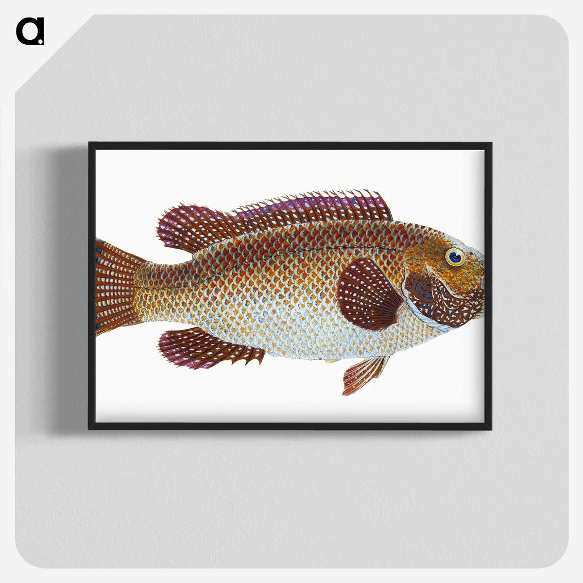 1-93_The-Natural-History-of-British-Fishes_blk-crop