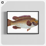 1-93_The-Natural-History-of-British-Fishes_blk-crop