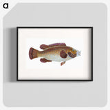 1-93_The-Natural-History-of-British-Fishes_blk
