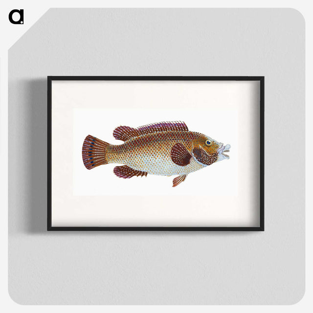 1-93_The-Natural-History-of-British-Fishes_blk
