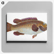1-93_The-Natural-History-of-British-Fishes_canvas