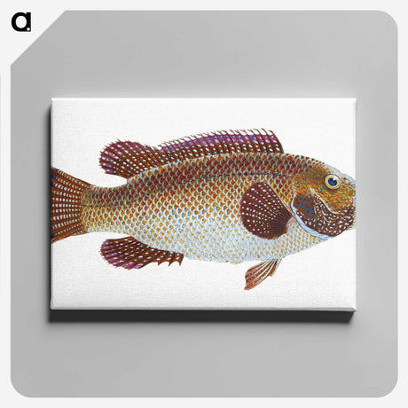 1-93_The-Natural-History-of-British-Fishes_canvas