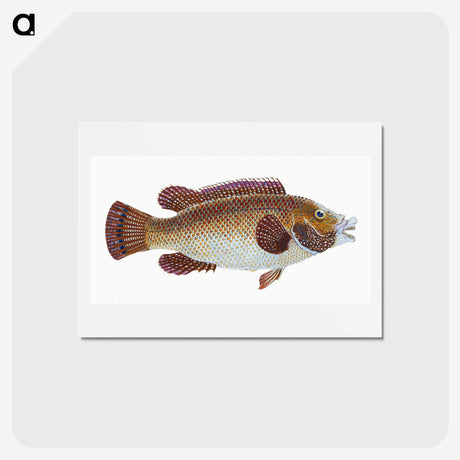 1-93_The-Natural-History-of-British-Fishes_hagaki