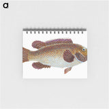 1-93_The-Natural-History-of-British-Fishes_memo