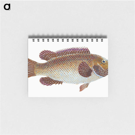 1-93_The-Natural-History-of-British-Fishes_memo