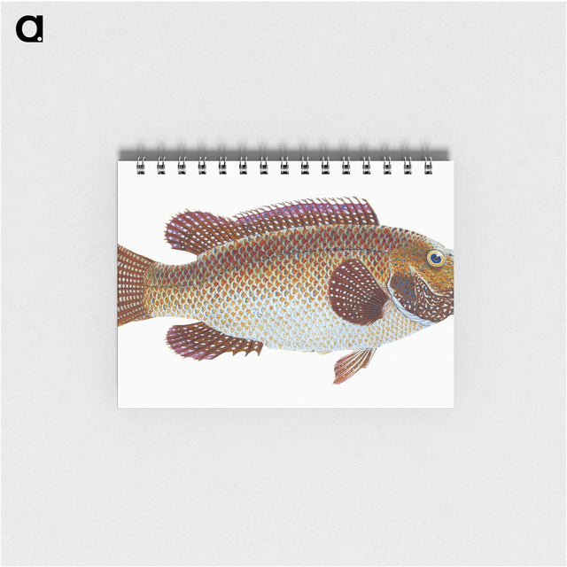 1-93_The-Natural-History-of-British-Fishes_memo
