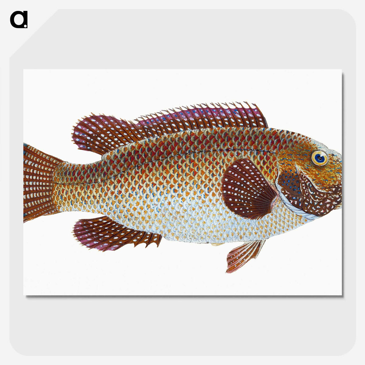 1-93_The-Natural-History-of-British-Fishes_picture-crop