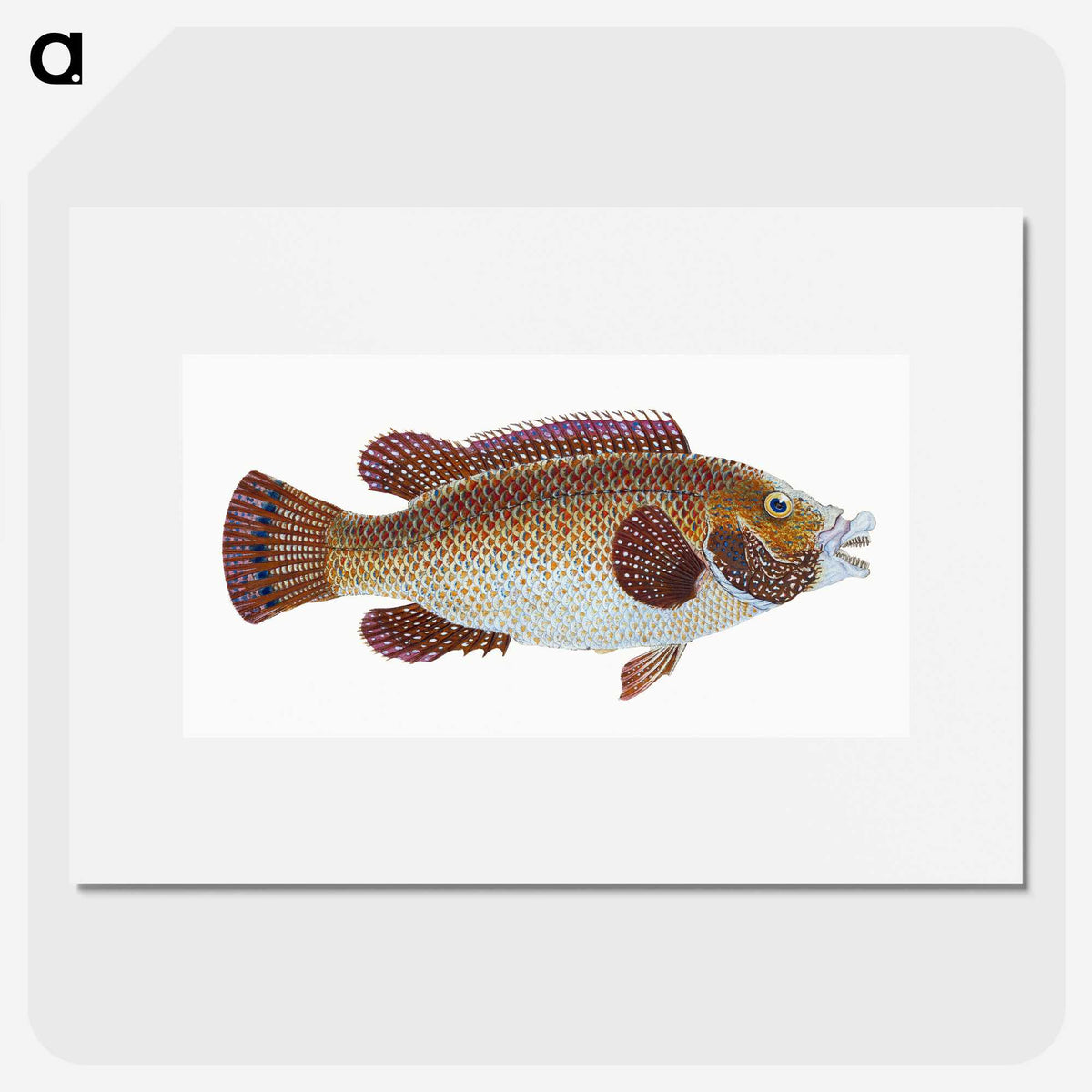 1-93_The-Natural-History-of-British-Fishes_picture