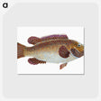 1-93_The-Natural-History-of-British-Fishes_postcard