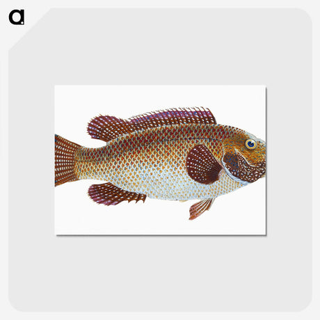 1-93_The-Natural-History-of-British-Fishes_postcard