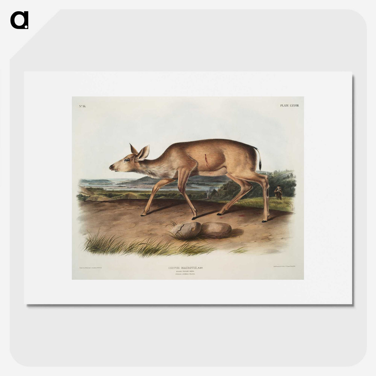 1-93_The-Viviparous-Quadrupeds_picture