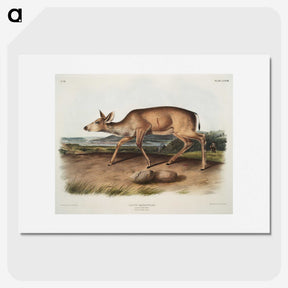 1-93_The-Viviparous-Quadrupeds_picture