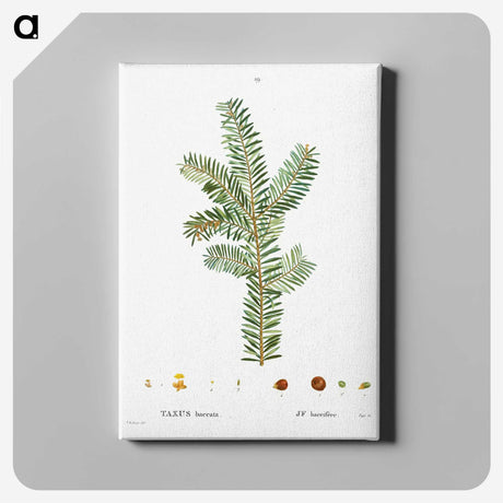 1-93_Treatise-on-Trees-and-Shrubs_canvas