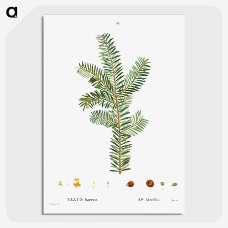 1-93_Treatise-on-Trees-and-Shrubs_picture-crop